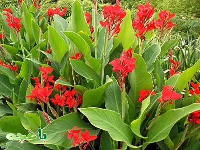 گل اختر-گلهای مناسب برای باغچه و حیاط