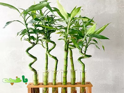 بامبو-گیاهان آپارتمانی گران قیمت
