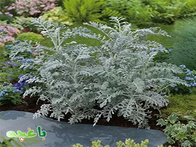 گل برگ نقره ای-گلهای مناسب برای باغچه و حیاط