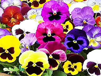 گل بنفشه-گلهای مناسب برای باغچه و حیاط