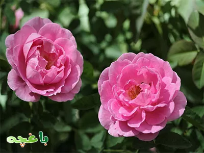 گل محمدی-گلهای مناسب برای باغچه و حیاط