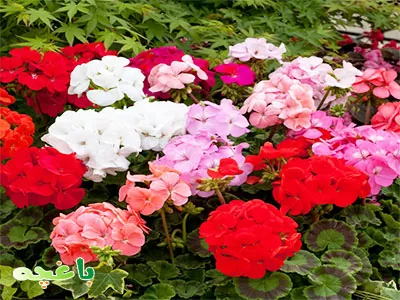 گل شمعدونی-گلهای مناسب برای باغچه و حیاط