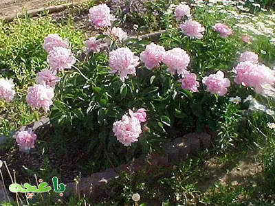 گل صدتومنی-گلهای مناسب برای باغچه و حیاط