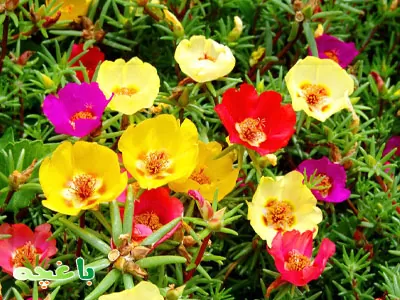 گل ناز-گلهای مناسب برای باغچه و حیاط