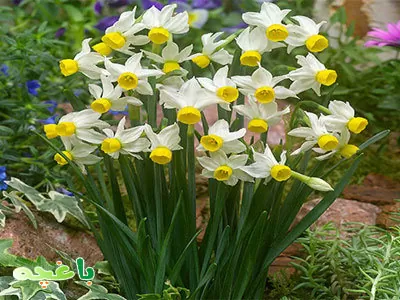 گل نرگس-گلهای مناسب برای باغچه و حیاط