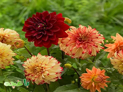 گل کوکب-گلهای مناسب برای باغچه و حیاط