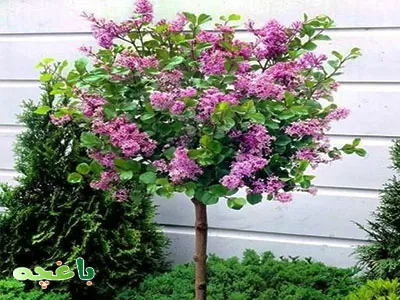 گل یاس-گلهای مناسب برای باغچه و حیاط