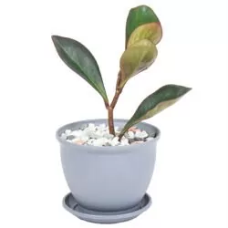 گیاه طبیعی قاشقی برگ بادمجانی مدل P-20
