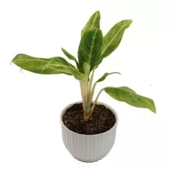 گیاه طبیعی آگلونما کوموتاتوم مدل AG3