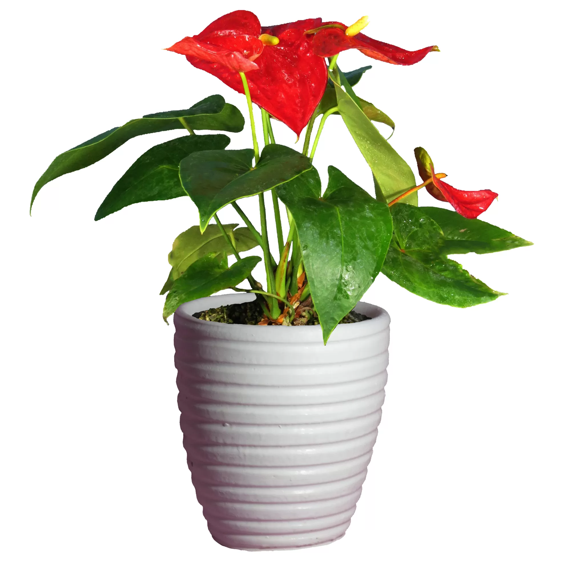 گیاه طبیعی آنتوریوم کد AS-23-4