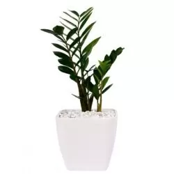 گیاه طبیعی زاموفیلیا گلیتال مدل GTL106
