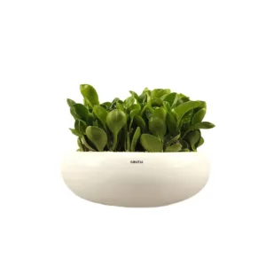 گیاه طبیعی قاشقی کد qq05