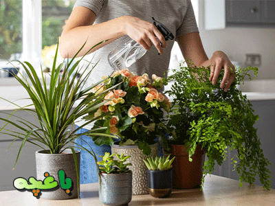 رطوبت دادن به گیاهان-رطوبت گیاهان خانگی
