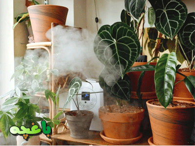 دستگاه بخور سرد گیاهان-رطوبت گیاهان خانگی