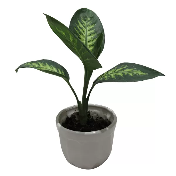 گیاه طبیعی دیفن باخیا کد S - M01