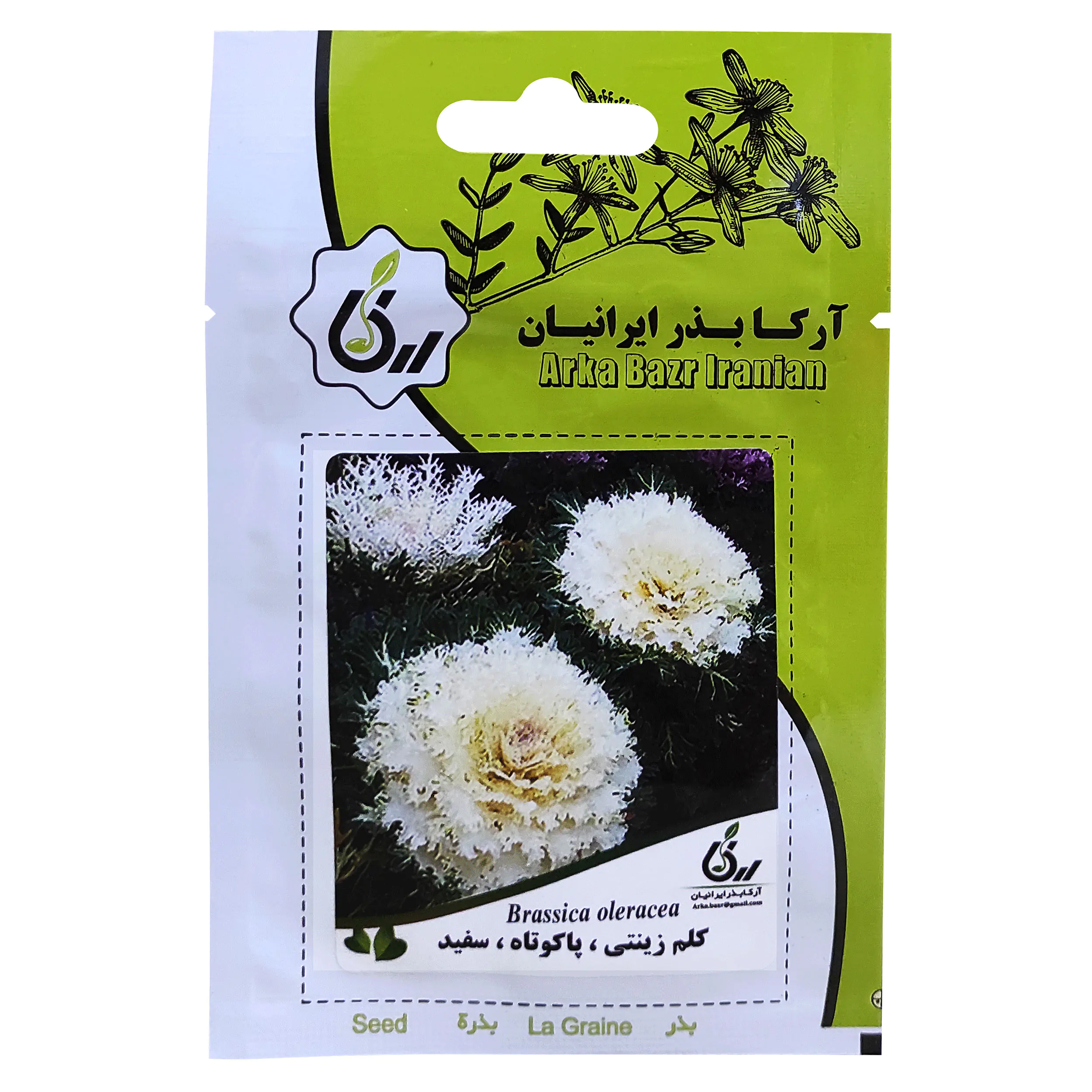 بذر گل کلم زینتی پاکوتاه سفید آرکا بذر ایرانیان کد ARK-078
